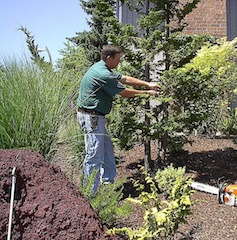 Arborist