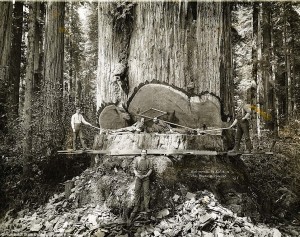 Big Humboldt Redwood 300x237