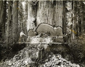 Big-Humboldt-Redwood-300x237