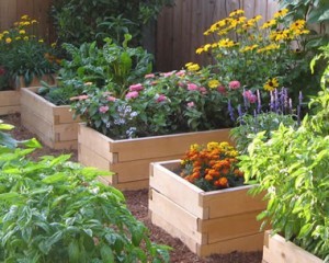 Raised Garden Beds