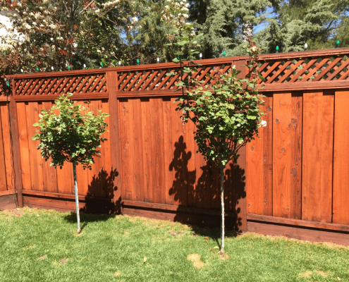 jumbo lattice website